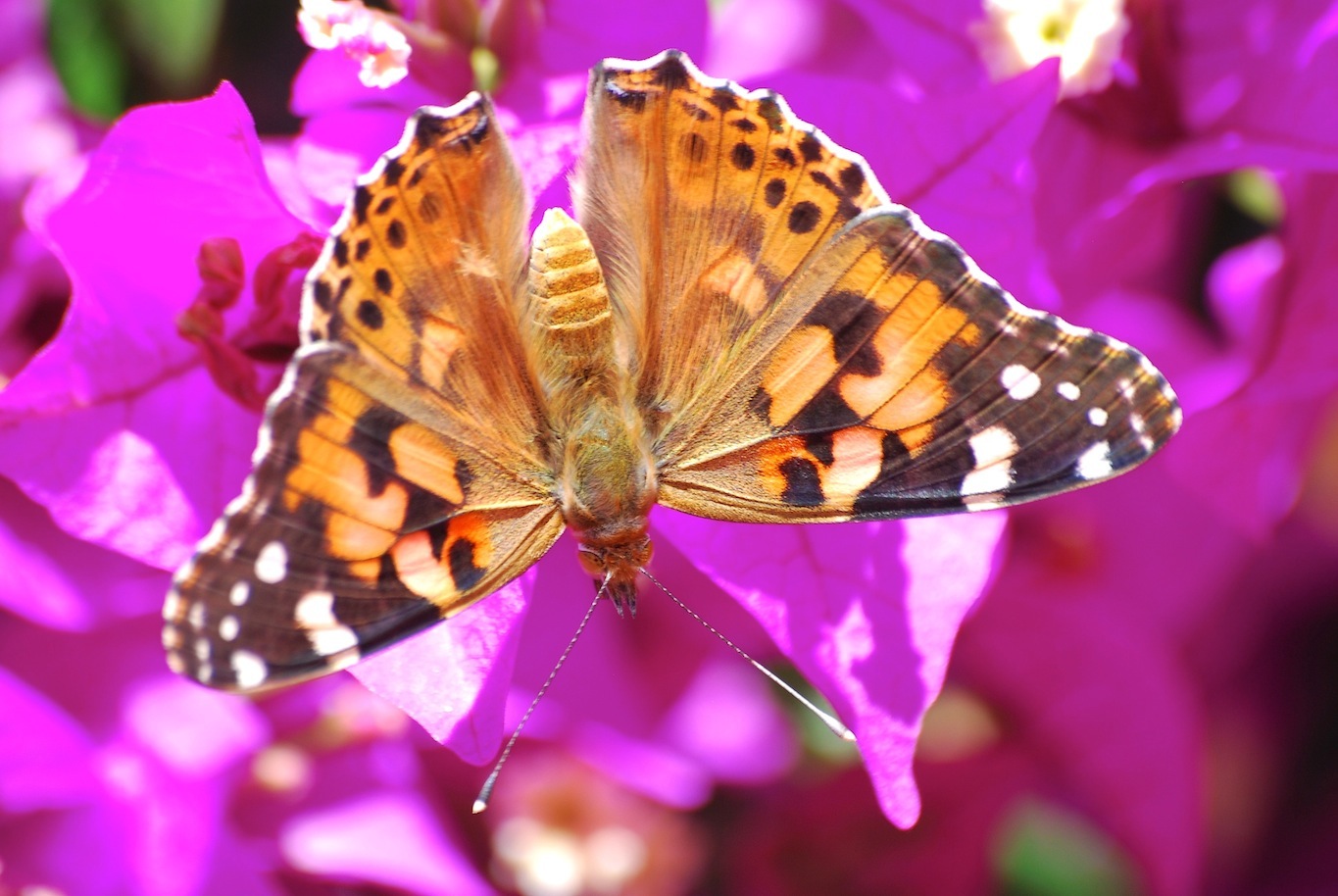 Vanessa cardui (Linnaeus, 1758)